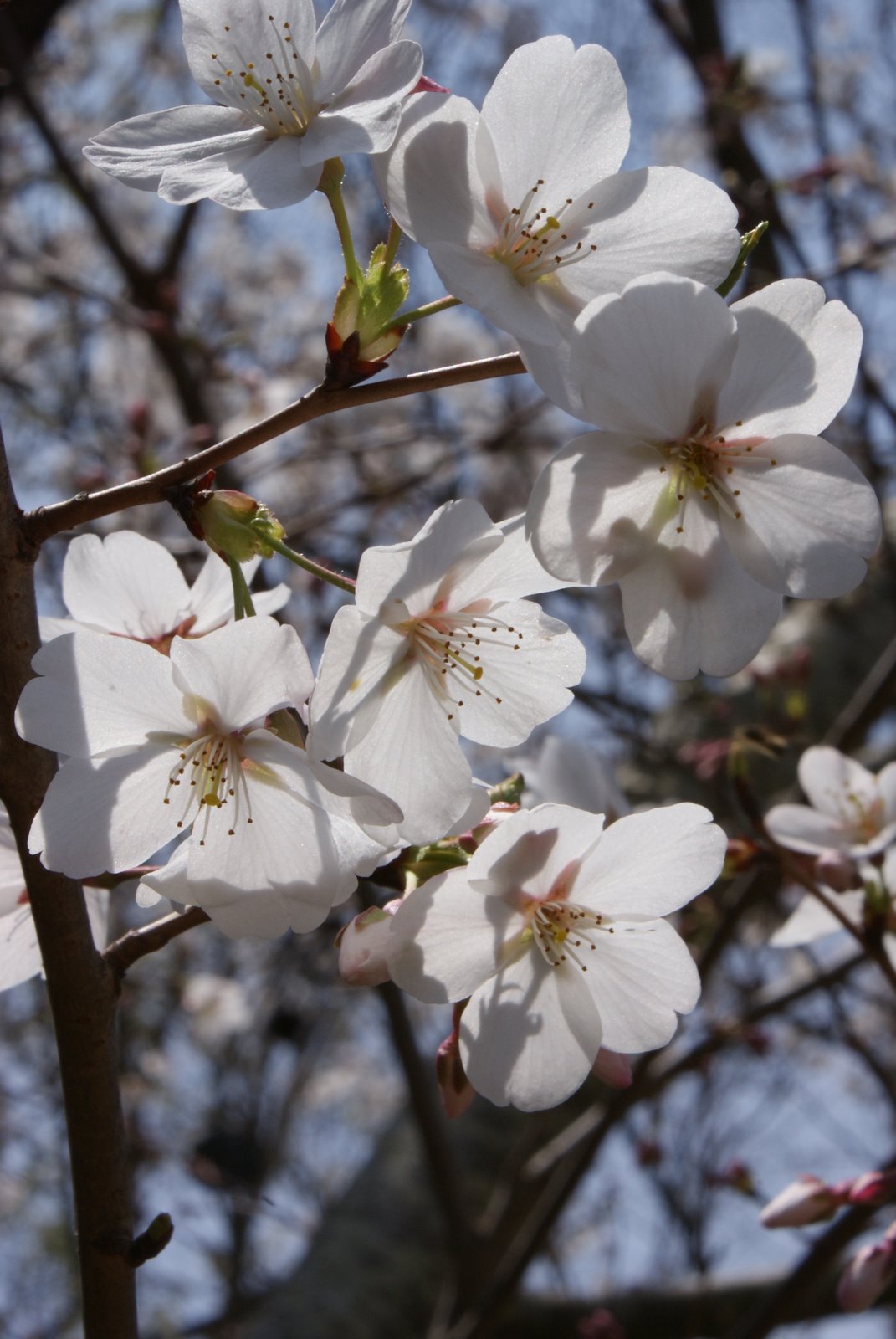 [spring+019.JPG]