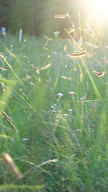 Kissed by the Light, August 2008