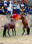 Two Horses One Chainsaw