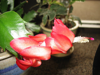 April Schlumbergera Flower
