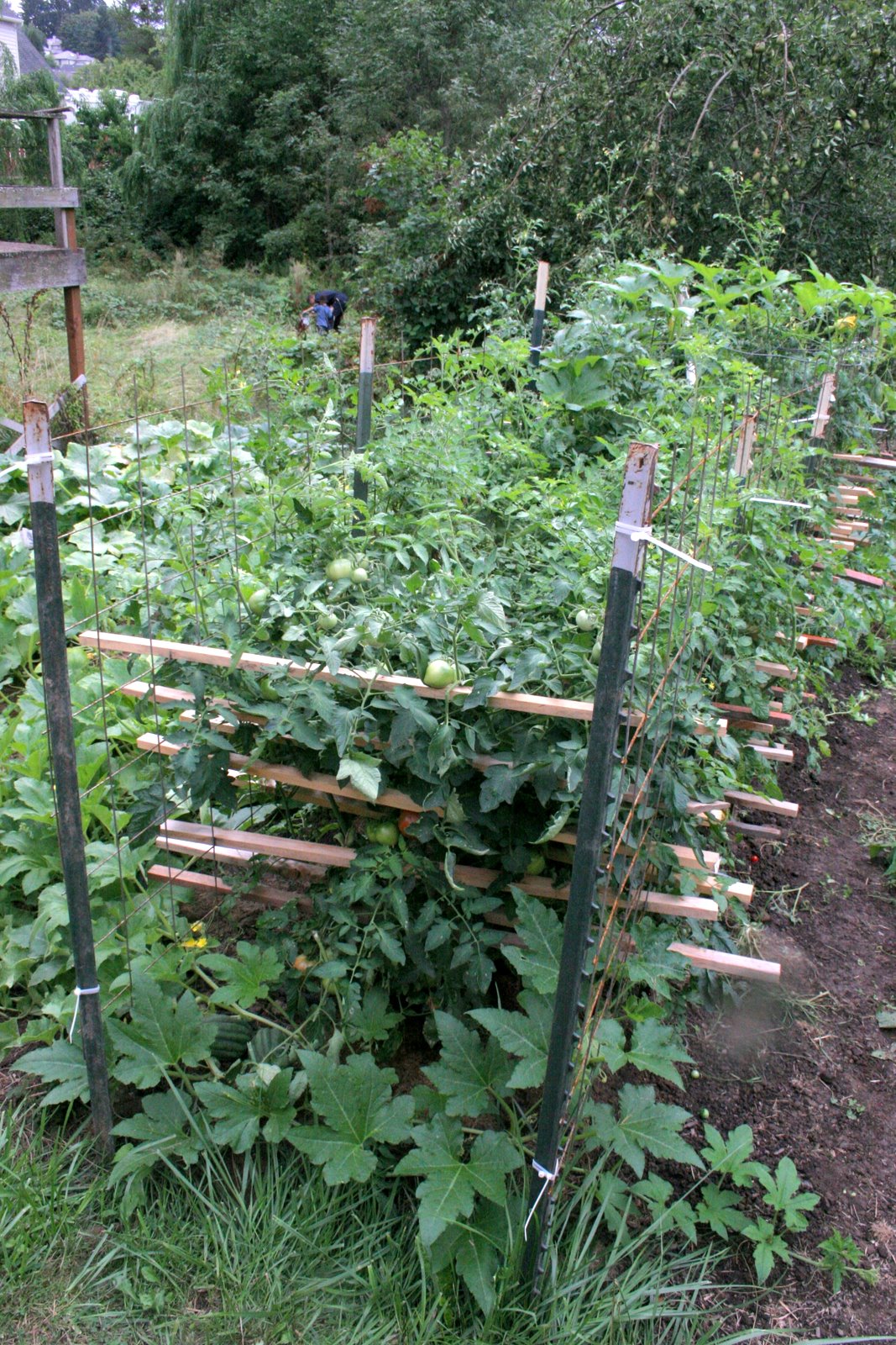 Home's Jewels The Proven Tomato Cage for Tall Tomato Plants