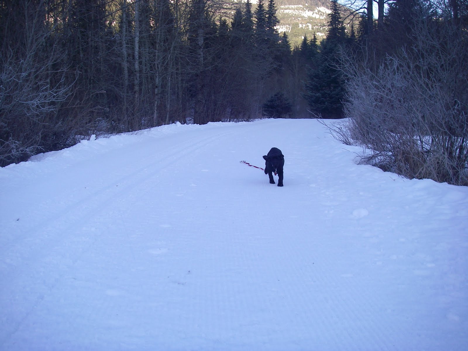 [and+here+i+come+when+whistle+blows.JPG]