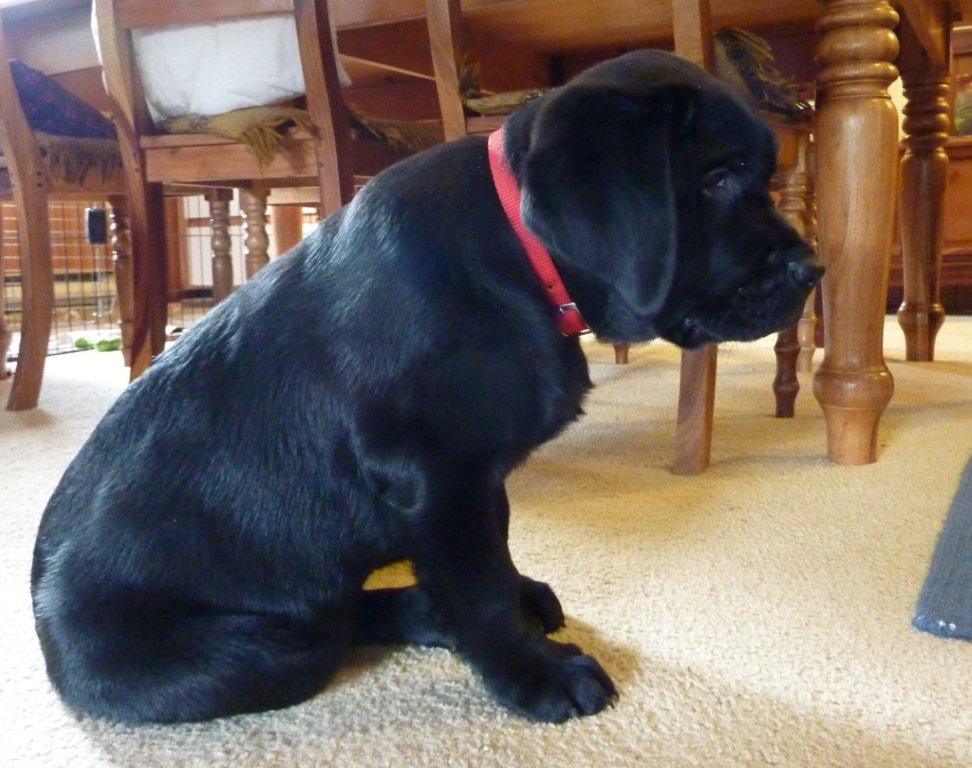 [Handsome+hudson+11+wks.jpg]