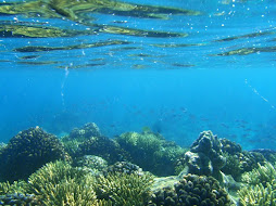 underwater view