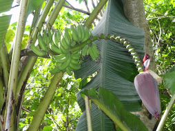 Banana Tree