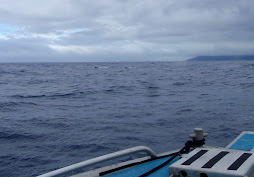 Humpback Whales