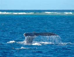 tail waterfall