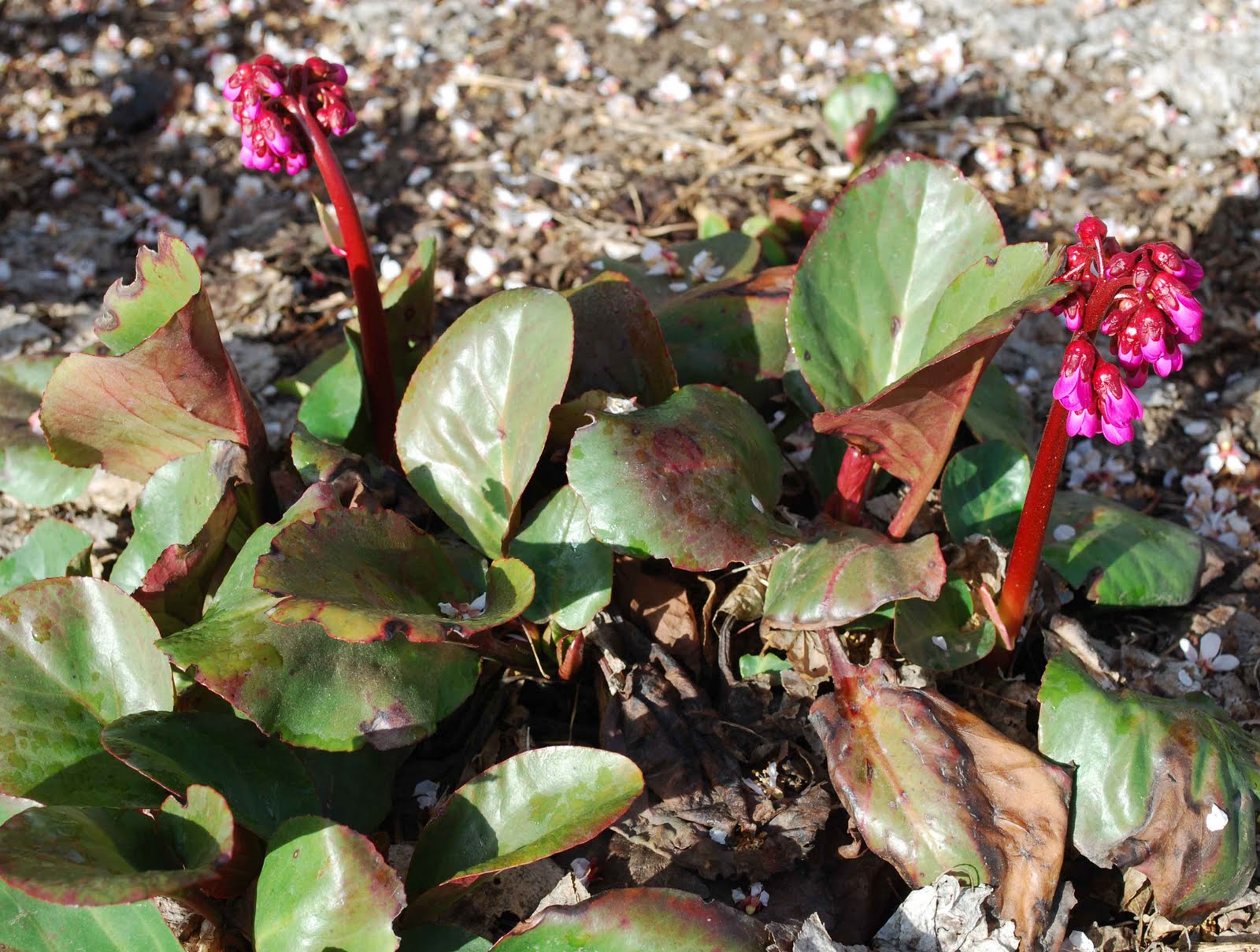 the art garden Meet. . .Bergenia!