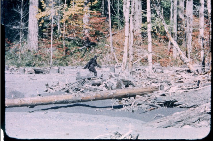 Bluff Creek Bigfoot