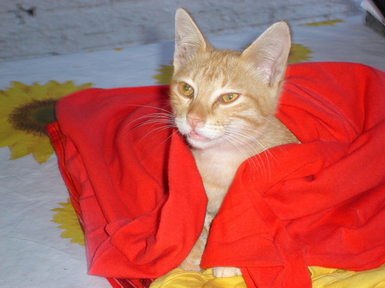 [DSC02885.JPG]