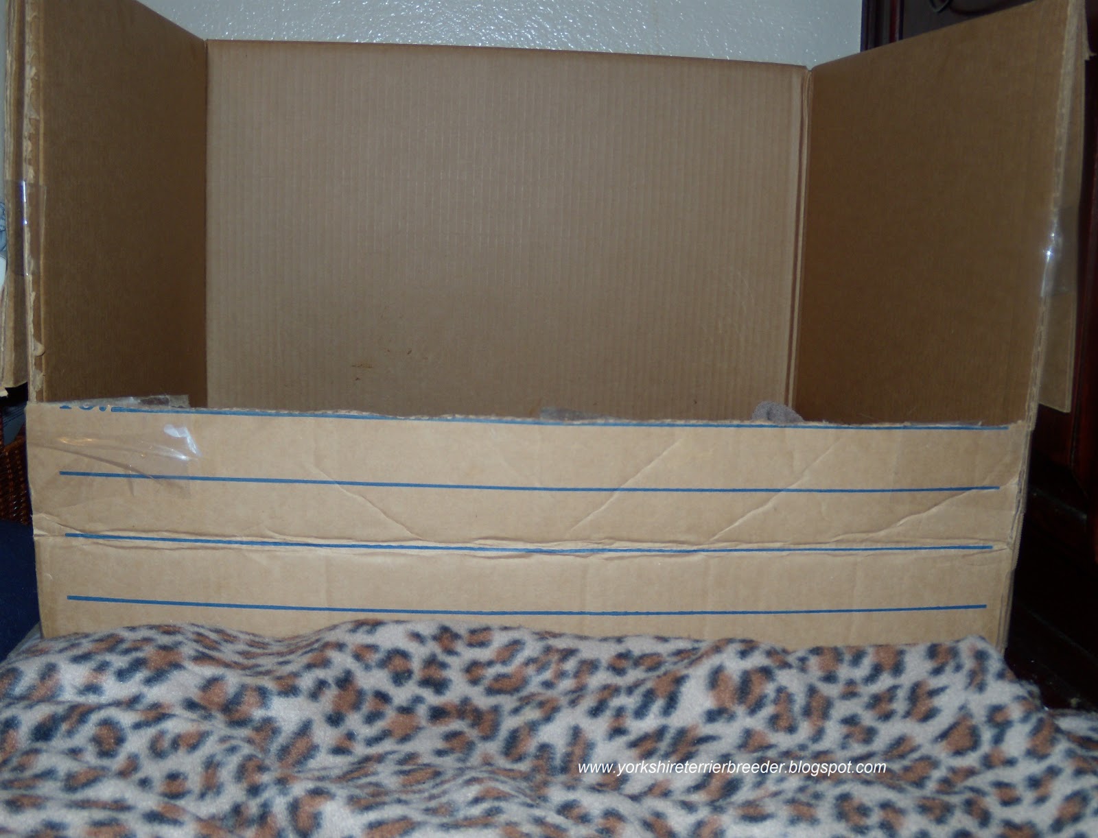 A Yorkshire Terrier Breeder The Whelping Box