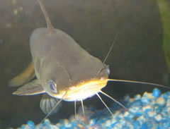 [catfish.jpg]