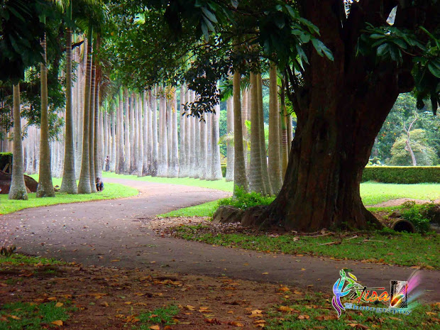artisan peradeniya flower garden