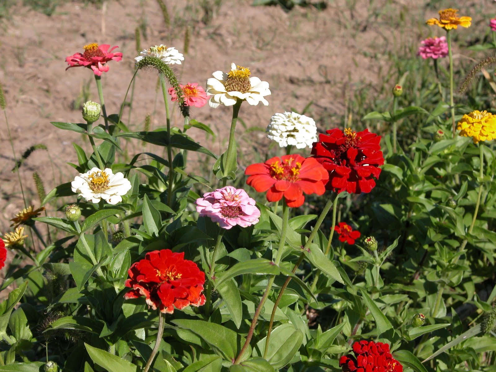 Flower Farms