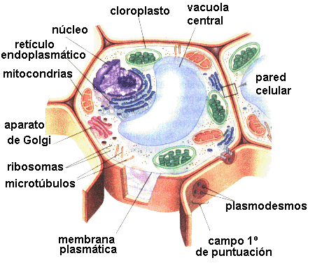 ... Dibujos Imágenes VIDEOS: DIBUJOS DE LA CELULA VEGETAL Y SUS PARTES