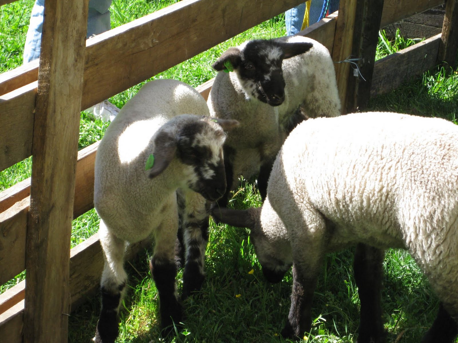 Have Ewe Any Wool? Frying Pan Farm Park Spring Farm Day