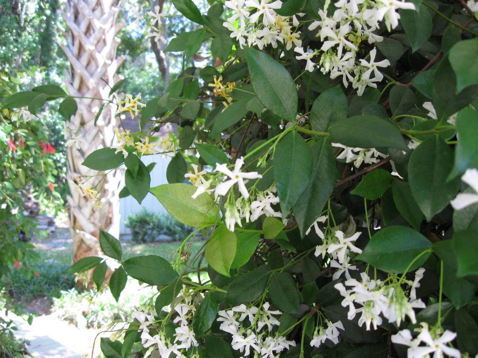 [jasmine]