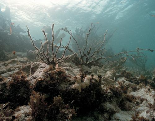 What reefs now days look like