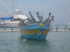 PELICANOS DE NUESTRA PLAYA