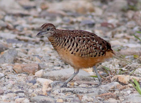 Padanghuma Spesis Terancam Puyuh Tanah
