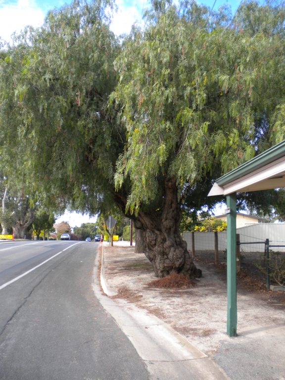 Veteran Tree Group Australia Defiant Pepper Trees at Greenock SA