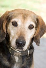 Caring for Creatures - Pet Adoption Site