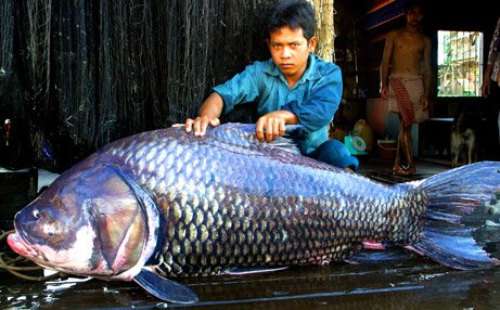 Mekong+giant+catfish+facts