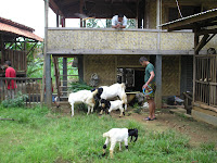 Advertisement,Sedia Susu Kambing