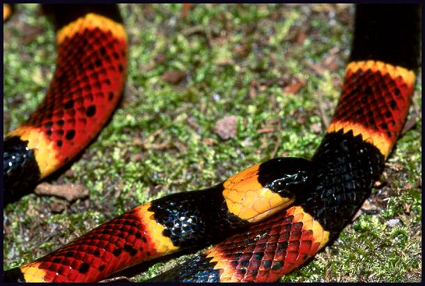 difference between cornsnake and milksnake difference between cornsnake and milksnake