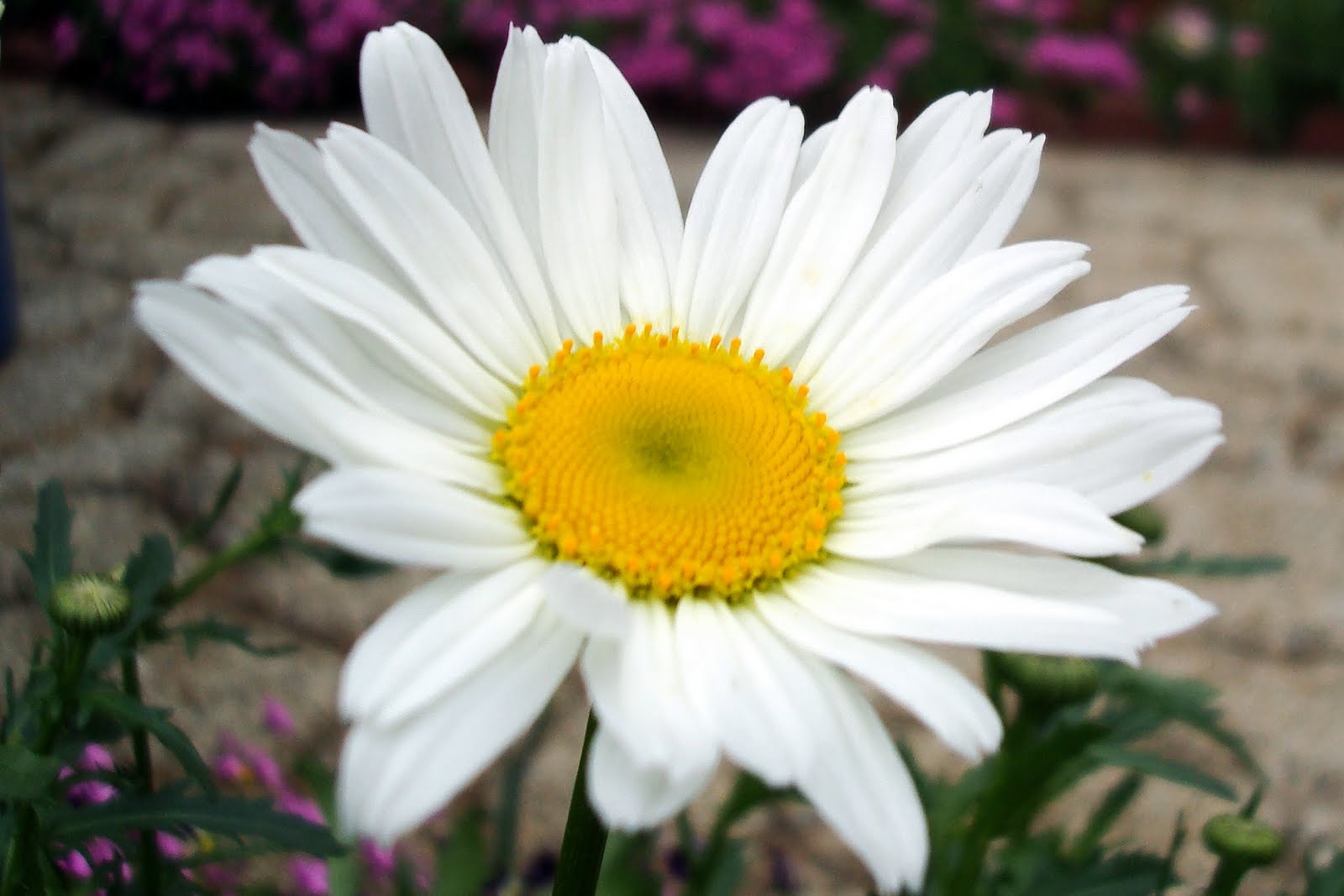 Shasta+daisies+pictures