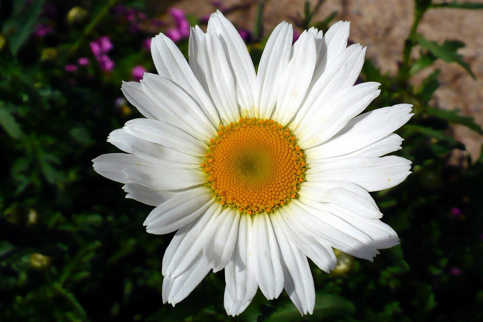 Shasta+daisies+pictures
