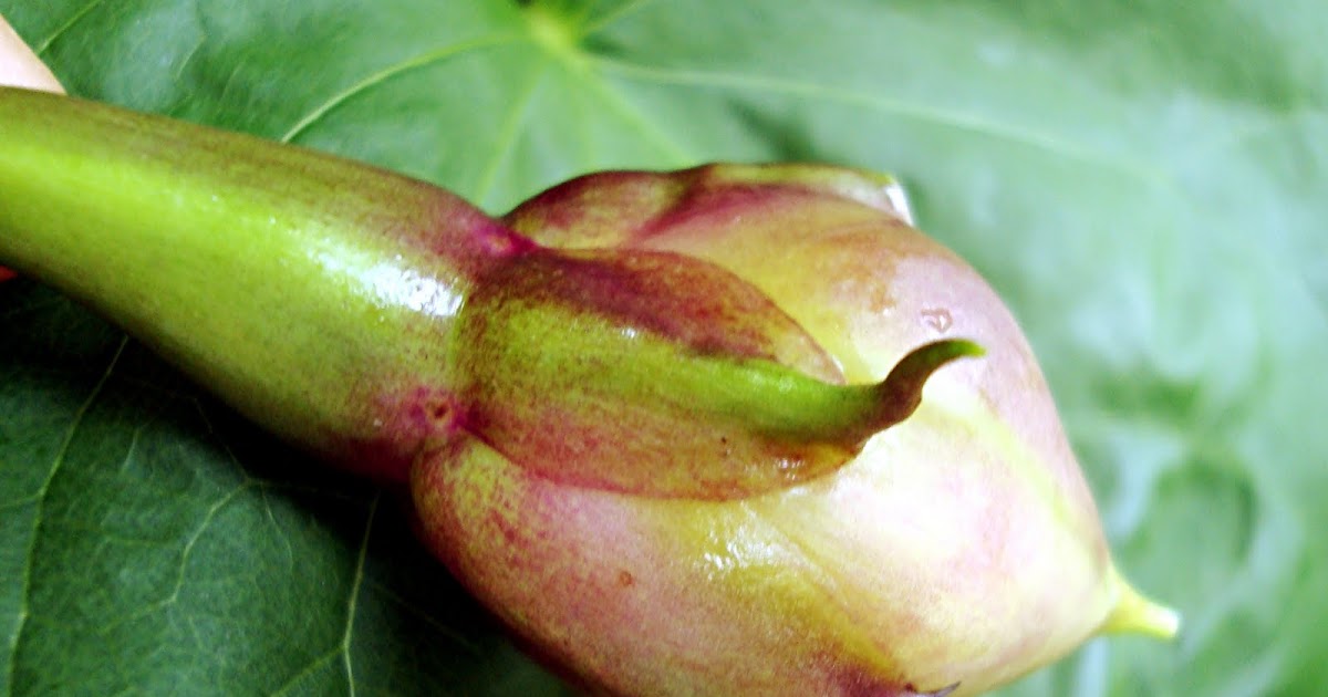 Flowers and Nature in my Garden Moonflower Seed Pods