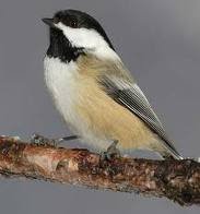[chickadee.bmp]