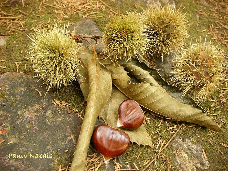 [Castanhas.JPG]