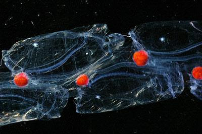 百慕達 詭異 新物種 - 深海奇異的百慕達詭異新物種