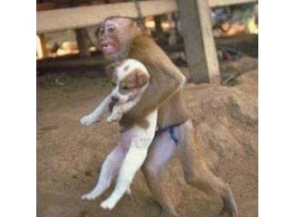 猴子抱狗逃命