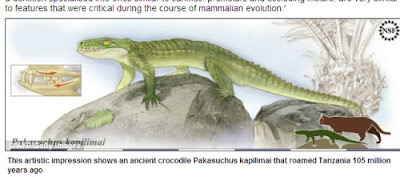 貓鱷魚 化石 Pakasuchus kapilimai