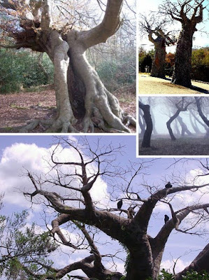 恐怖的大樹 - 最令人恐怖的大樹