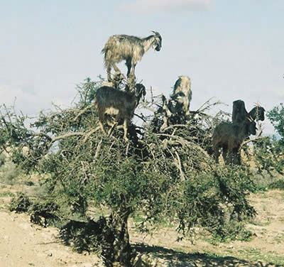 摩洛哥 山羊會爬樹