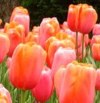 [orange.tulips.4.jpg]