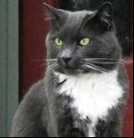 Garden Team: Buddy