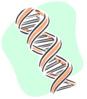 double helix DNA