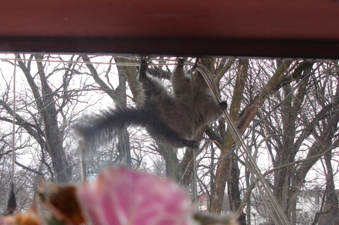 [squirrel+acrobat.JPG]