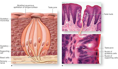 katebassettbiol3500 - Taste Buds