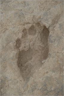 Chimpanzee Footprint