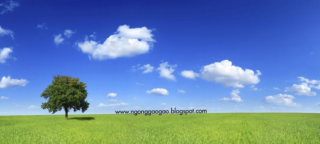ngonggaogao