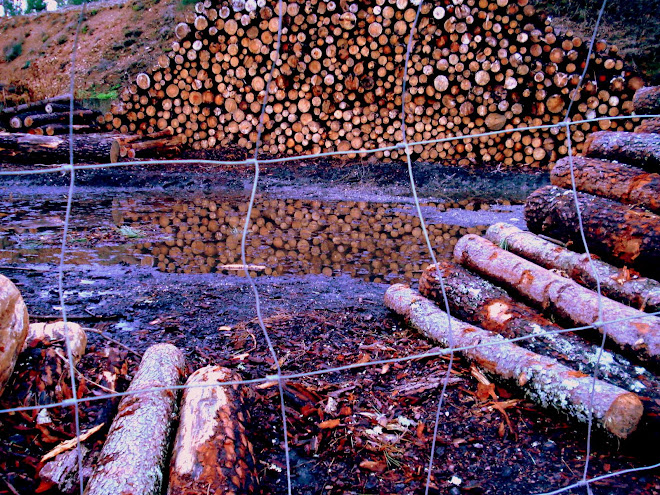 and after the punishment they decided to become matches...and at 2am they burned the whole forest