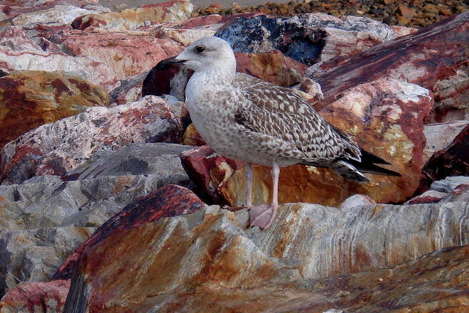 the bird who mistook his wife for a rock