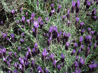 Hortus Urbanus: May Blooms