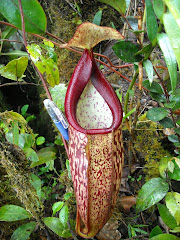 My best pitcher plant photo